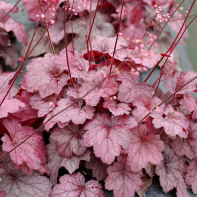 Heuchera 'Georgia Plum'