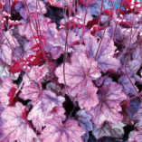 Heuchera 'Georgia Plum'