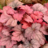 Heuchera 'Georgia Plum'