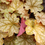 Heuchera 'Ginger Ale'