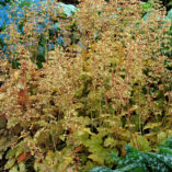 Heuchera 'Ginger Ale'