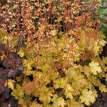 Heuchera 'Ginger Ale'