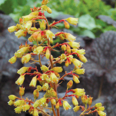 Heuchera 'Ginger Ale'