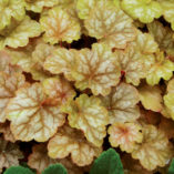 Heuchera 'Ginger Ale'