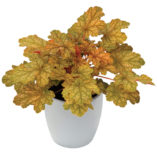 Heuchera 'Ginger Ale'