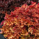 Heuchera 'Ginger Peach'