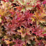 Heuchera 'Ginger Peach'