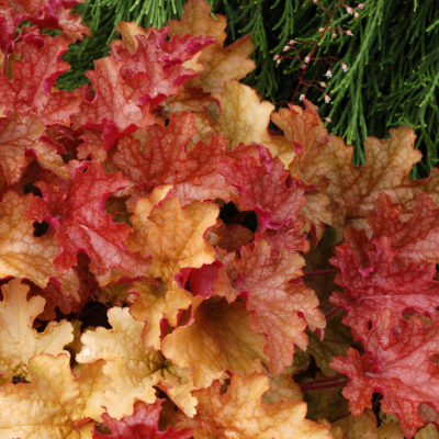 Heuchera 'Ginger Peach'