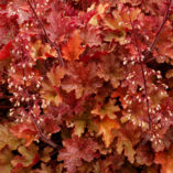 Heuchera 'Ginger Peach'