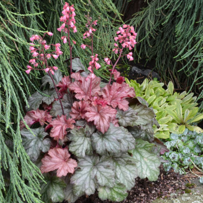 Heuchera LITTLE CUTIES™ 'Ginger Snap'