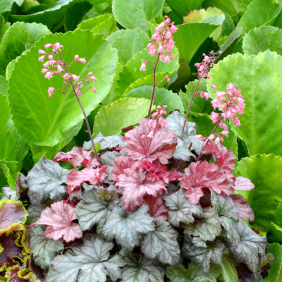 Heuchera LITTLE CUTIES™ 'Ginger Snap'