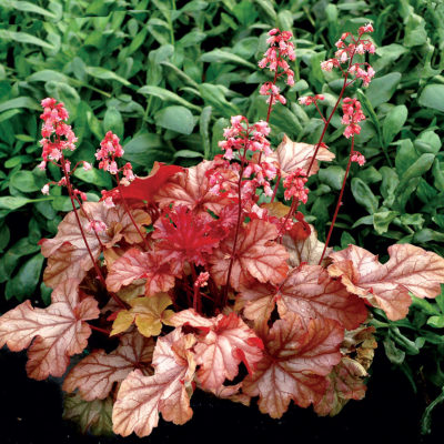 Heuchera LITTLE CUTIES™ 'Ginger Snap'