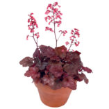 Heuchera LITTLE CUTIES™ 'Ginger Snap'