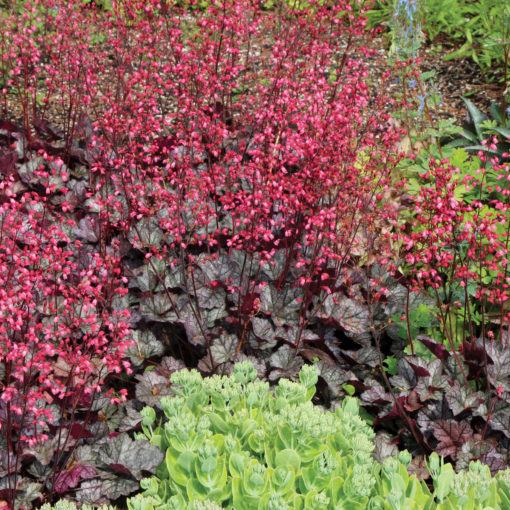 Heuchera 'Glitter'