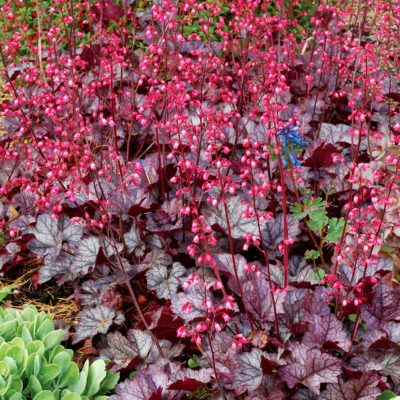 Heuchera 'Glitter'