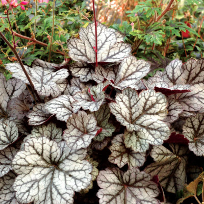 Heuchera 'Glitter'