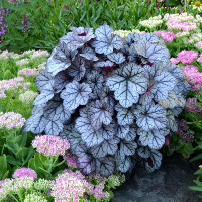 Heuchera 'Glitter'