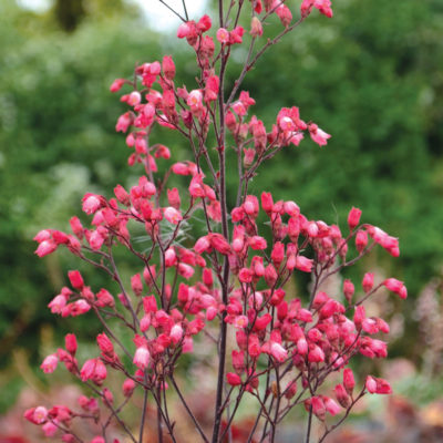 Heuchera 'Glitter'