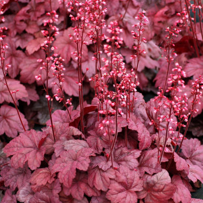 Heuchera 'Grape Soda'