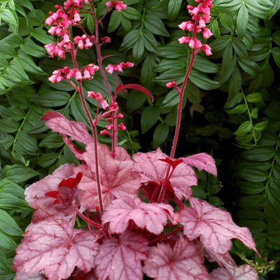 Heuchera 'Grape Soda'