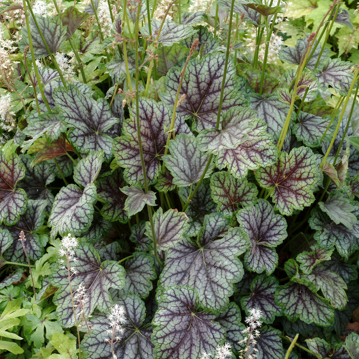 Heuchera 'Green Spice'