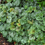 Heuchera 'Green Spice'