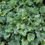 Heuchera 'Green Spice'