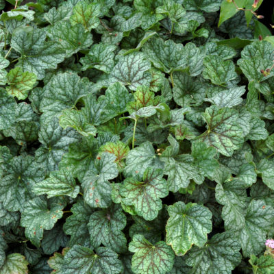 Heuchera 'Green Spice'