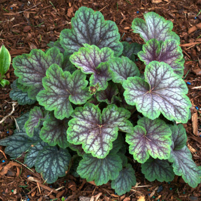 Heuchera 'Green Spice'