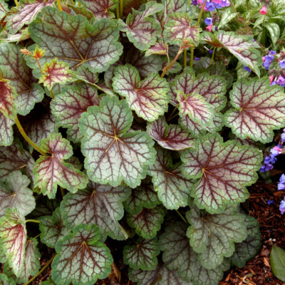 Heuchera 'Green Spice'