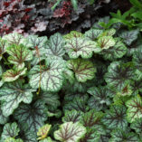 Heuchera 'Green Spice'