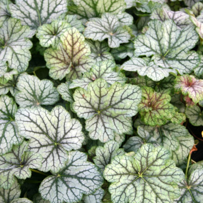 Heuchera 'Green Spice'