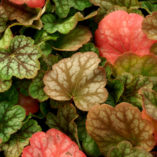 Heuchera 'Green Spice'