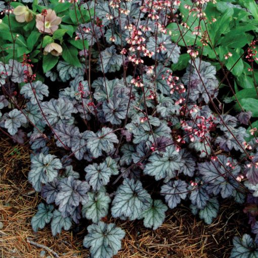 Heuchera 'Gypsy Dancer'