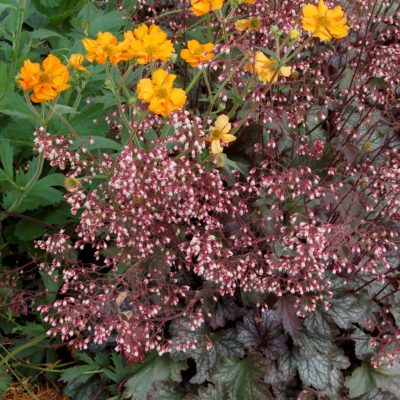 Heuchera 'Gypsy Dancer'