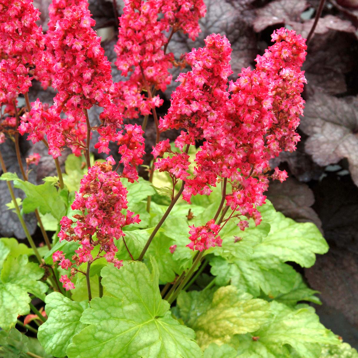 Heuchera 'Havana'