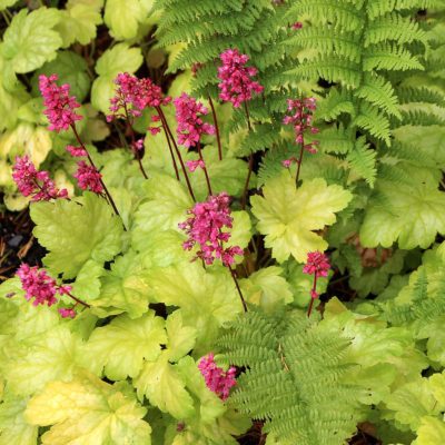 Heuchera 'Havana'