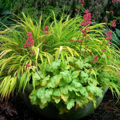 Heuchera 'Havana'