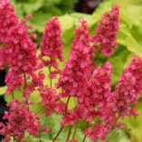 Heuchera 'Havana'