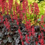 Heuchera 'Hollywood'