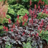 Heuchera 'Hollywood'