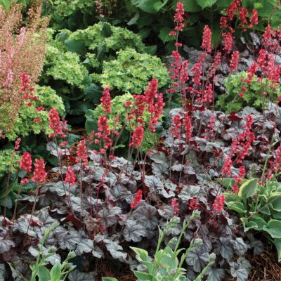 Heuchera 'Hollywood'