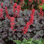 Heuchera 'Hollywood'