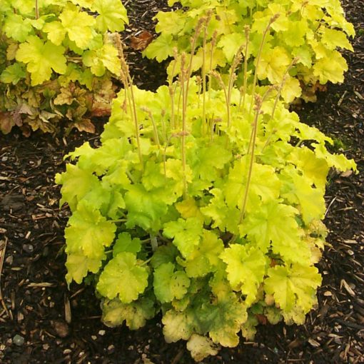 Heuchera 'Lemon Chiffon'