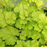 Heuchera 'Lemon Chiffon'