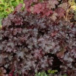 Heuchera 'Licorice'