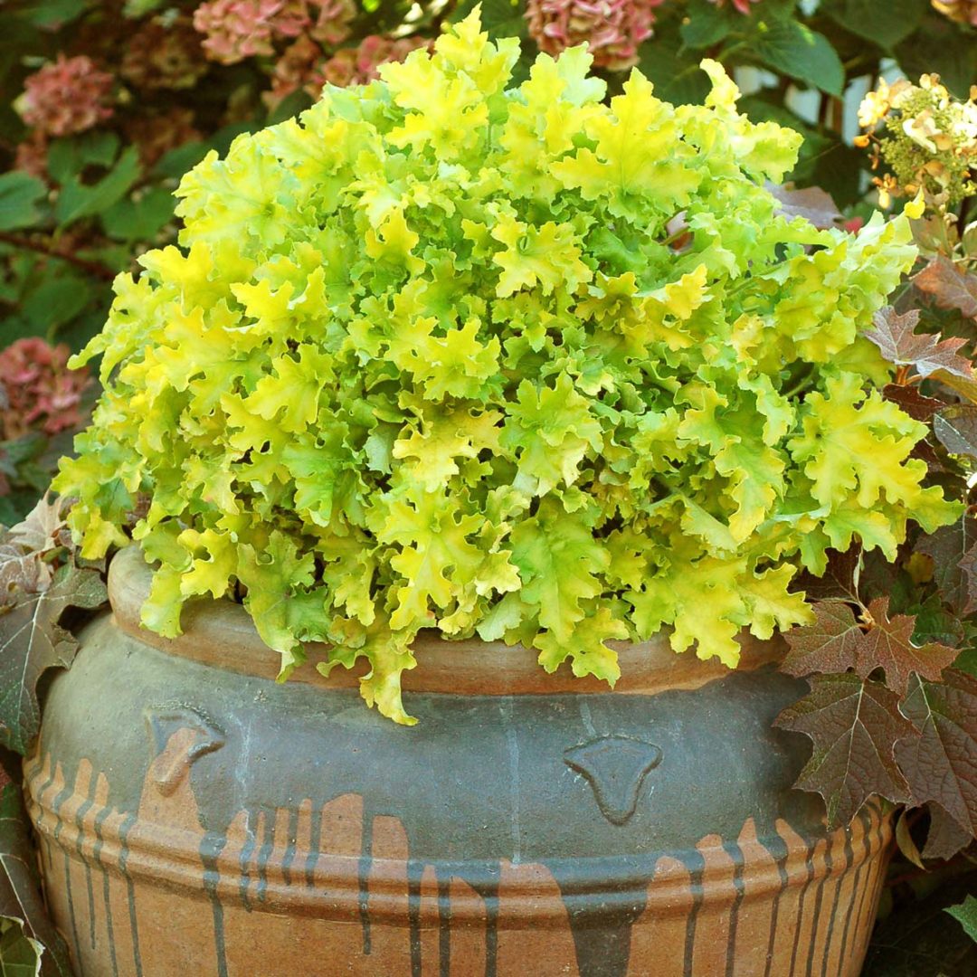 Heuchera Lime Marmalade TERRA NOVA Nurseries Inc 