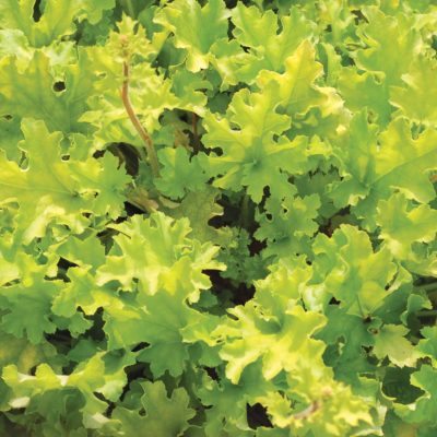 Heuchera 'Lime Marmalade'