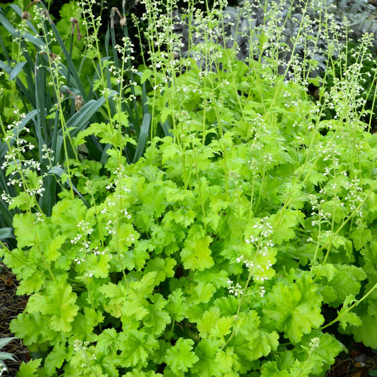 Heuchera 'Lime Rickey'