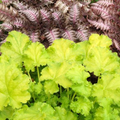 Heuchera 'Lime Rickey'